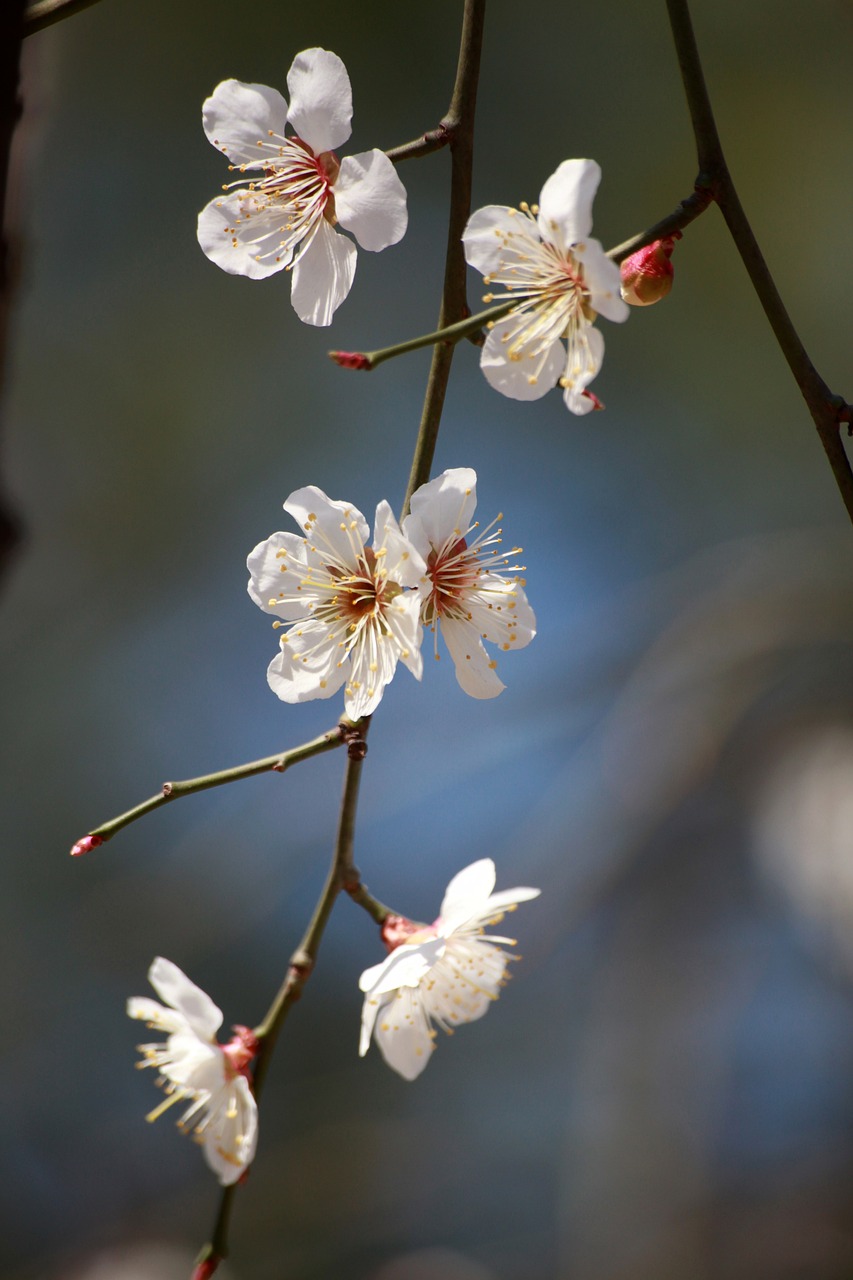 photo de fleur pour paysagiste pro à Saint-nicolas-lez-Arras