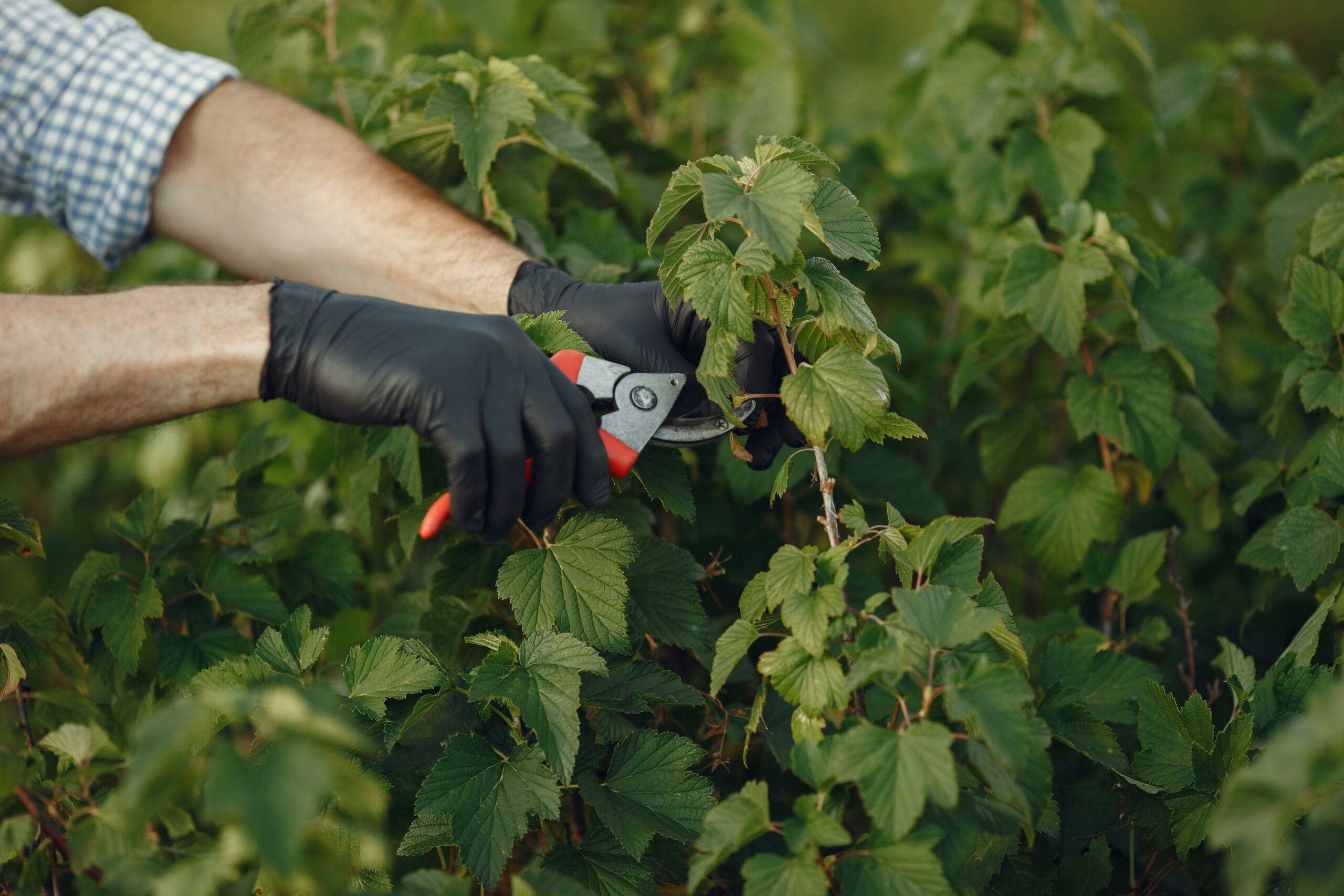 entretien de jardin soigné à Arras, coupage au sécateur