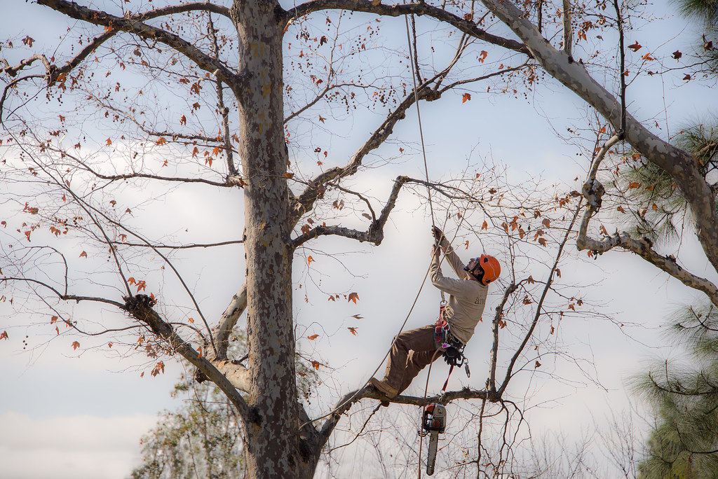 élagage et abattage sécurisés à Arras