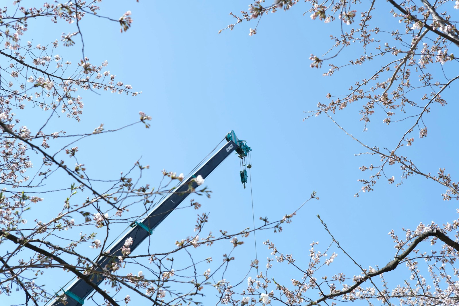Élagage et abattage sécurisés à Arras
