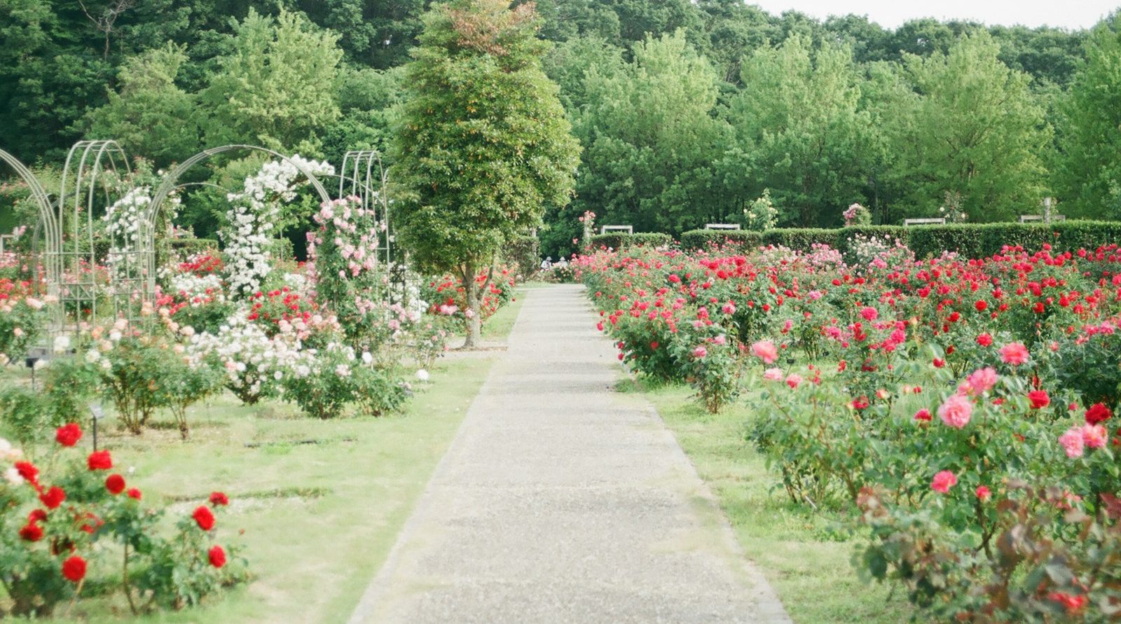Jardinier et paysagiste incontournable à Arras