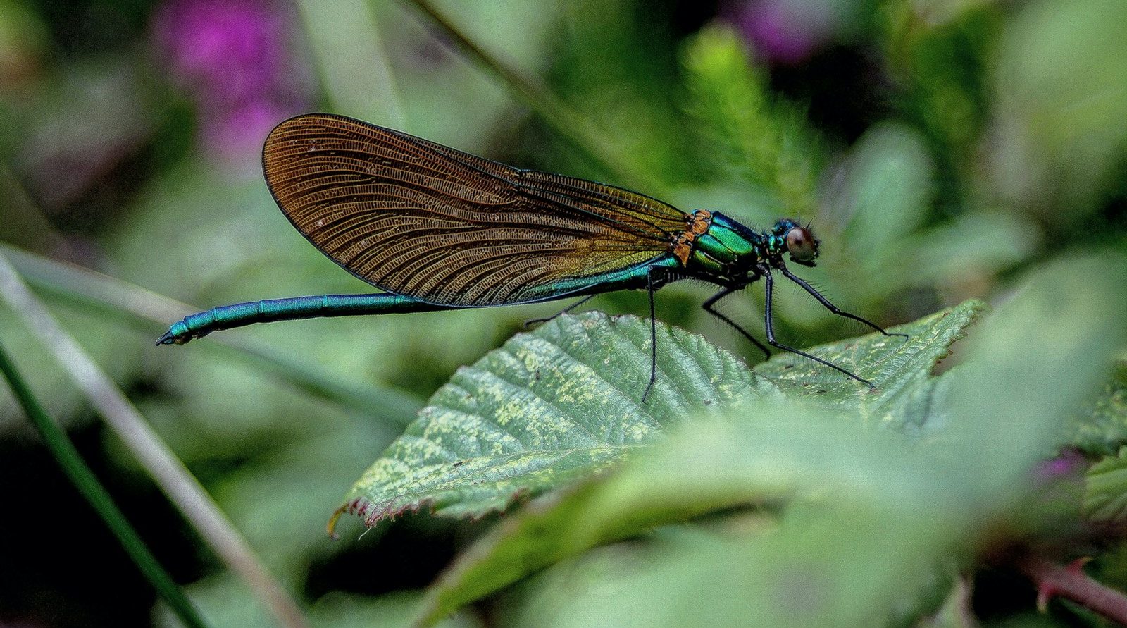 Jardinier et paysagiste de confiance à Dainville